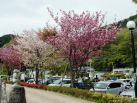 道の駅どうしにて。桜かな？