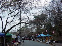 駅前から桜並木へ向かう道。ここの桜もまだです。