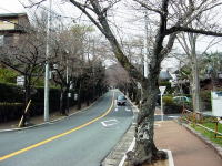 満開になれば桜のトンネルができます。