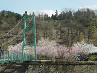 道志川の向こう岸の桜。