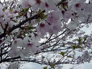 お約束の花のアップ。