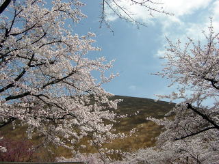 大室山と桜。