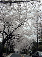 桜のトンネルです