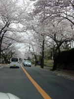 オープンにしているので桜に包まれている感じです