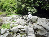 須雲川を丸木橋で渡ります。