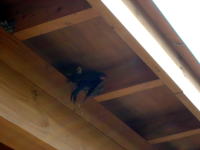 自販機スペースの屋根にツバメの巣。