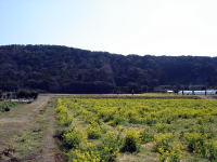 後ろに山を背負っている景色っていいですね