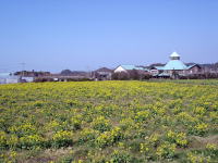 菜の花畑の奥から道の駅を振り返る。