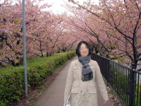 川沿いの桜のトンネル。