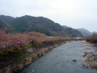 再び川と桜。