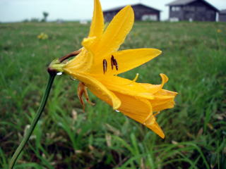 景色がいまいちなので花を撮ってごまかします。