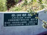 Africah wdif。まあ、African wolfなんでしょうけど…。